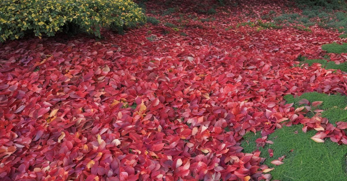 trzmielina kiedy przycinać