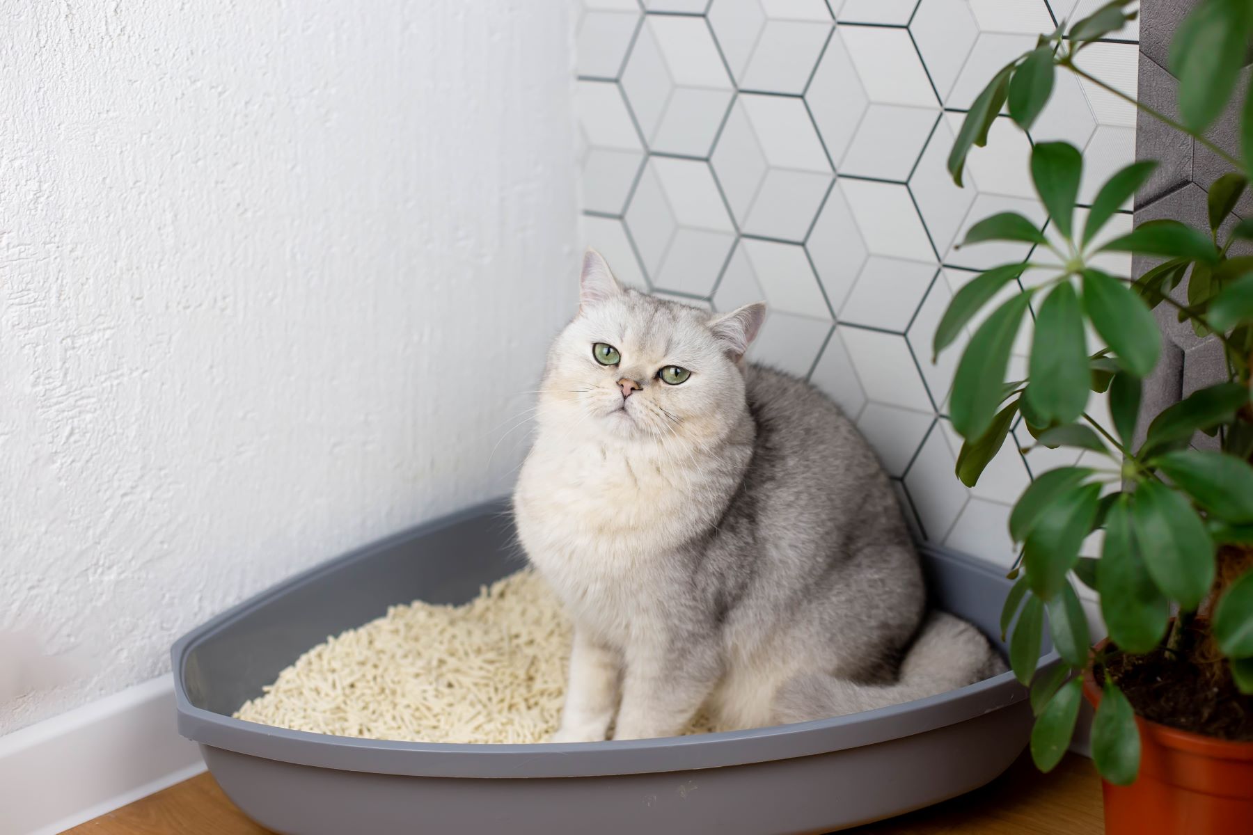 Kuweta dla kota i zapach – jak ograniczyć nieprzyjemne aromaty?